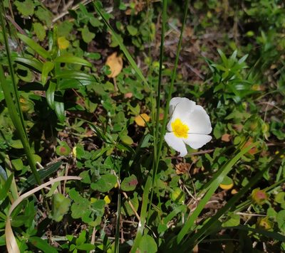 Cistus salviifolius, photographed by carnifex