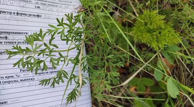 Peucedanum alsaticum, photographed by Yurii Basov
