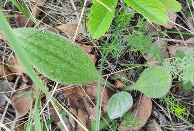 Plantago urvillei, photographed by Yurii Basov