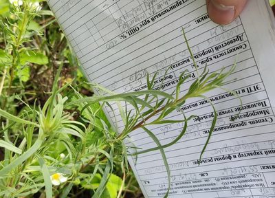 Artemisia dracunculus