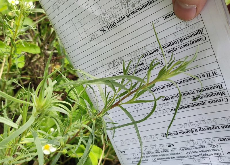 Artemisia dracunculus, photographed by Yurii Basov