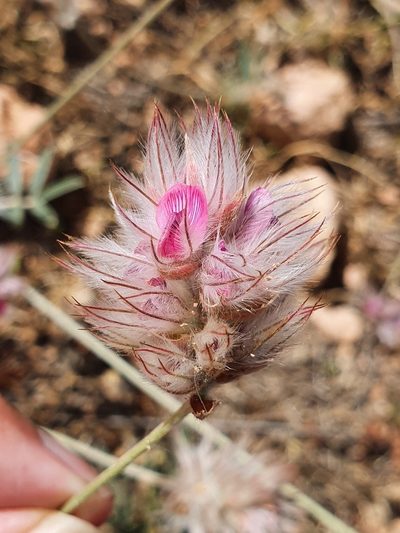 Ebenus pinnata, photographed by Mehdi Chetibi