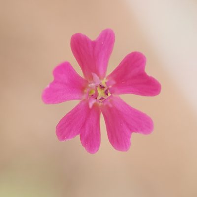 Silene muscipula, photographed by Mehdi Chetibi