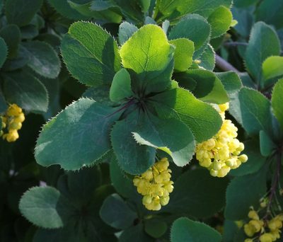 Berberis vulgaris, photographed by Naomi Cappuccino