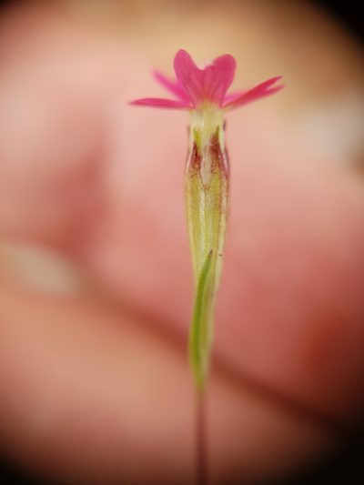 Silene muscipula, photographed by Mehdi Chetibi
