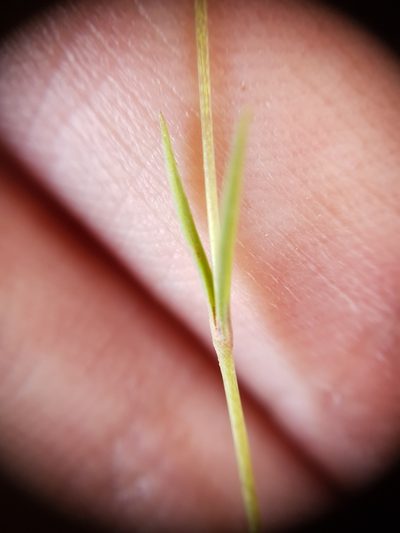 Silene muscipula, photographed by Mehdi Chetibi