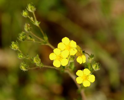 Potentilla inclinata, photographed by katunchik