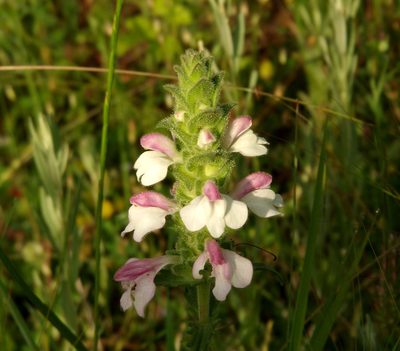 Bellardia trixago