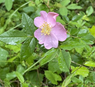 Rosa carolina, photographed by Roseanna Denton