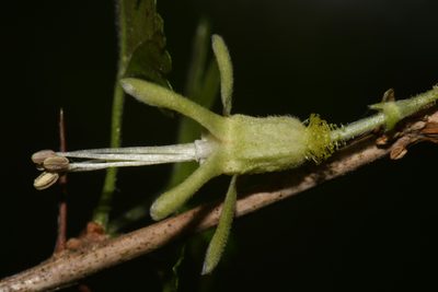 Ribes echinellum, photographed by Brian Finzel