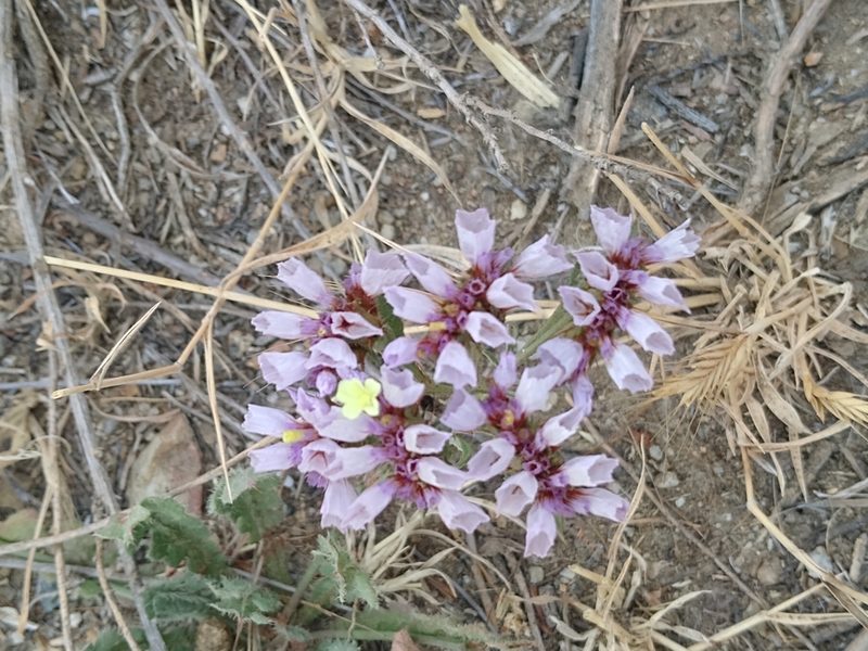 Limonium sinuatum, photographed by Tom Gulya