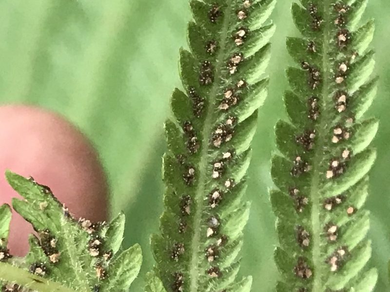 Pelazoneuron puberulum, photographed by Adriana Nelly Correa Sandoval