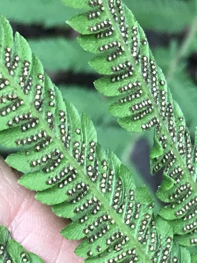 Pelazoneuron puberulum, photographed by Adriana Nelly Correa Sandoval