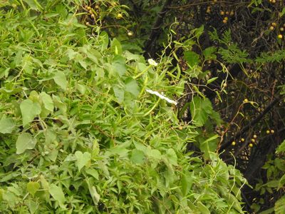 Ipomoea alba, photographed by Eduardo Luis Beltrocco