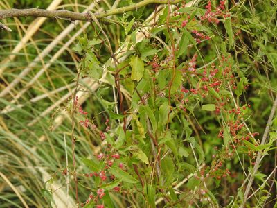 Muehlenbeckia sagittifolia, photographed by Eduardo Luis Beltrocco