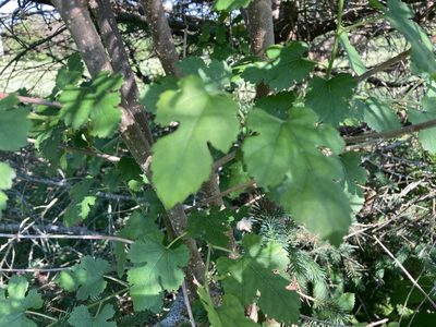 Morus alba, photographed by bgirardot
