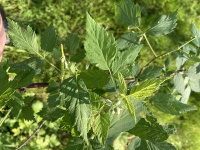 Rubus occidentalis, photographed by bgirardot