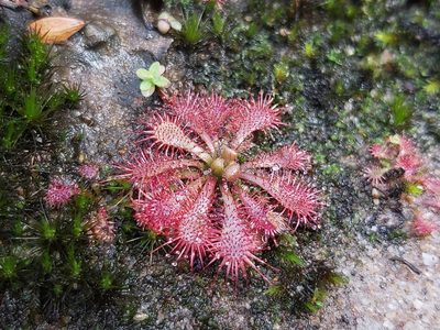 Drosera spatulata, photographed by Tim