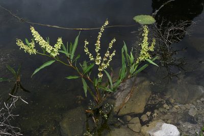 Rumex verticillatus, photographed by Brian Finzel