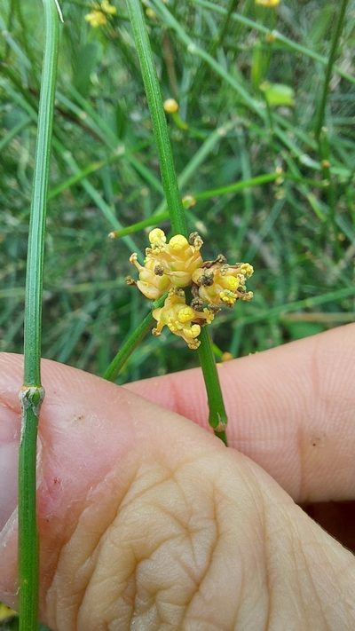 Ephedra tweedieana, photographed by Tomás Tamagno