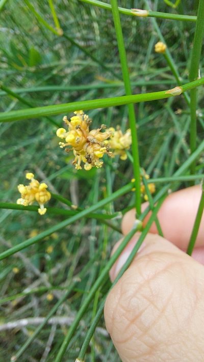 Ephedra tweedieana, photographed by Tomás Tamagno