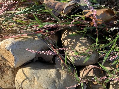 Persicaria decipiens, photographed by Dave Richardson