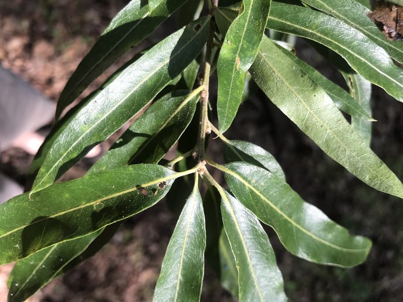 Quercus phellos, photographed by Andrew Conboy