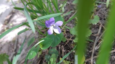 Viola riviniana, photographed by Maria