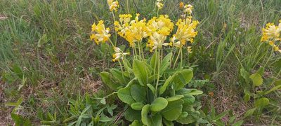 Primula veris, photographed by Eugene Popov