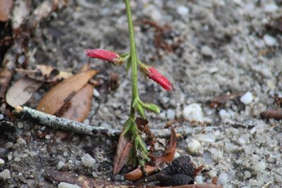 Tephrosia spicata, photographed by Sawyer Baran
