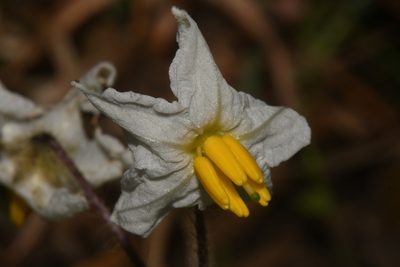 Solanum pumilum, photographed by Brian Finzel