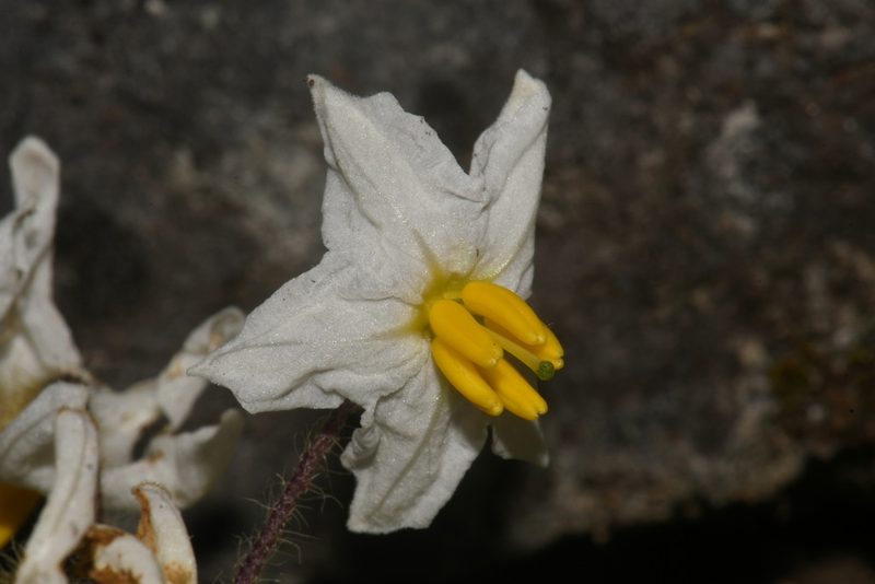 Solanum pumilum, photographed by Brian Finzel