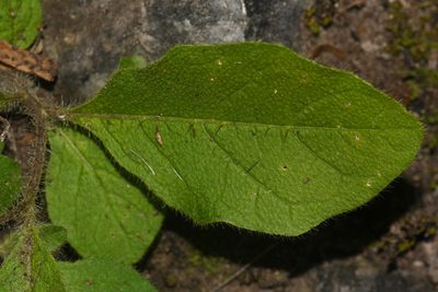 Solanum pumilum, photographed by Brian Finzel