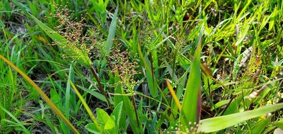 Dichanthelium sphaerocarpon, photographed by Edie