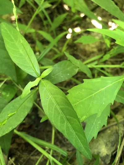 Justicia lanceolata, photographed by Will McFarland