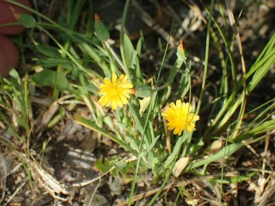 Krigia virginica, photographed by John Baur
