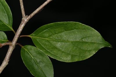 Cornus foemina, photographed by Brian Finzel