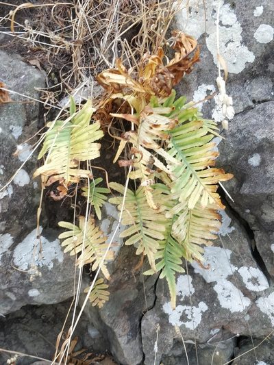 Polypodium macaronesicum, photographed by Vítor Jorge