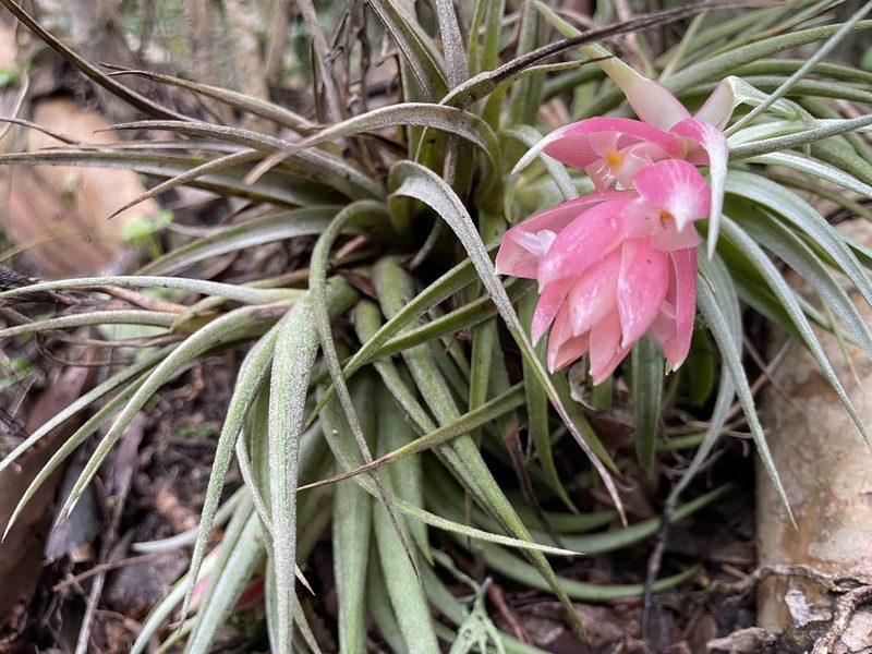 Tillandsia recurvifolia, photographed by Gabriel Laufer