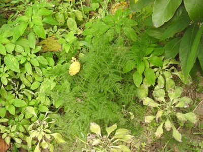 Asparagus setaceus, photographed by Eduardo Luis Beltrocco