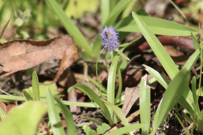Eryngium prostratum, photographed by Sawyer Baran