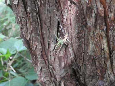 Tillandsia recurvata, photographed by Eduardo Luis Beltrocco