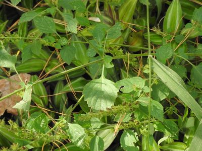 Cantinoa mutabilis, photographed by Eduardo Luis Beltrocco