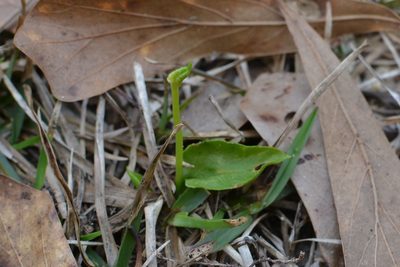Ophioglossum crotalophoroides, photographed by Daniel McNair
