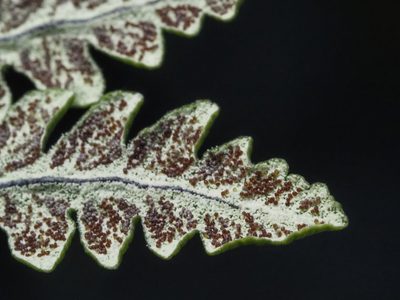 Pentagramma triangularis, photographed by Karen and Mike