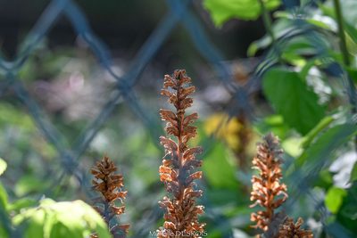 Orobanche hederae, photographed by Murielle Desrois