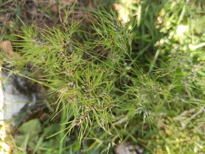Poa bulbosa, photographed by Элеонора Анатольевна