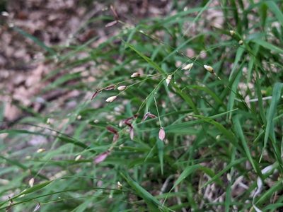 Melica uniflora, photographed by Zoltán Stekkelpak