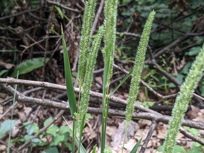 Phleum phleoides, photographed by Zoltán Stekkelpak