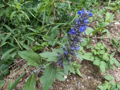 Ajuga genevensis, photographed by Zoltán Stekkelpak